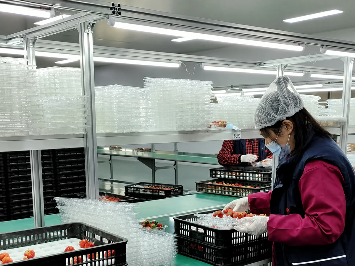 Wide view of strawberry packs being filled on a packing line