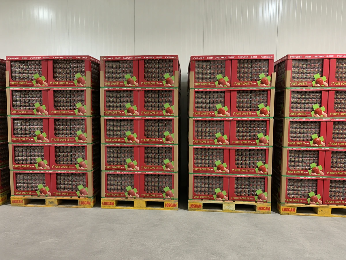 Finished strawberry packs grouped in red cartons on pallets
